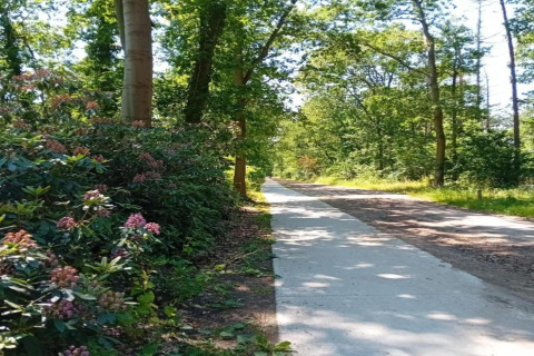 Rustig bospad bij Residence de Eese 20 in Nederland, met bloemen en zonlicht dat door de bomen schijnt.