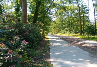 Rustig bospad bij Residence de Eese 20 in Nederland, met bloemen en zonlicht dat door de bomen schijnt.
