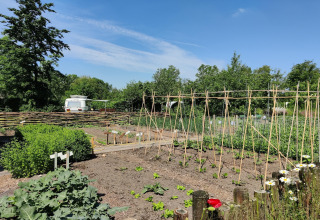 Sunny vegetable garden at Wetland Cabin for 2 at Boetiekpark de Kas, Scherpenzeel, Friesland, Netherlands.