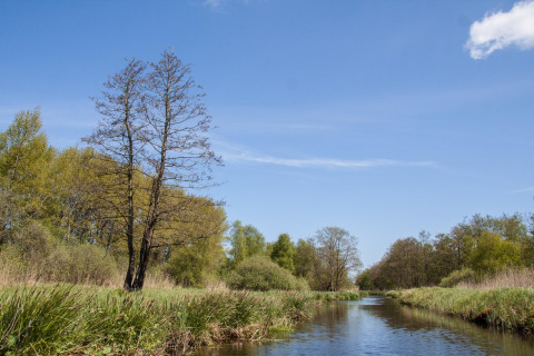 View of wetland with calm stream and green trees at Boetiekpark de Kas, Scherpenzeel, Friesland, Netherlands.