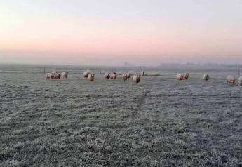 Pecore al pascolo su un campo gelato all'alba, cielo rosato e leggera foschia vicino a un lodge.