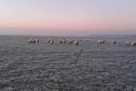 Pecore al pascolo su un campo gelato all'alba, cielo rosato e leggera foschia vicino a un lodge.