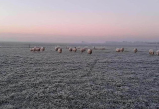 Pecore al pascolo su un campo gelato all'alba, cielo rosato e leggera foschia vicino a un lodge.