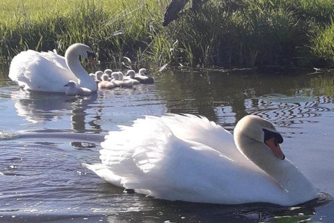 Dos cisnes y sus crías nadan en un río tranquilo cerca del césped en el Water park Terkaple 2, Países Bajos.