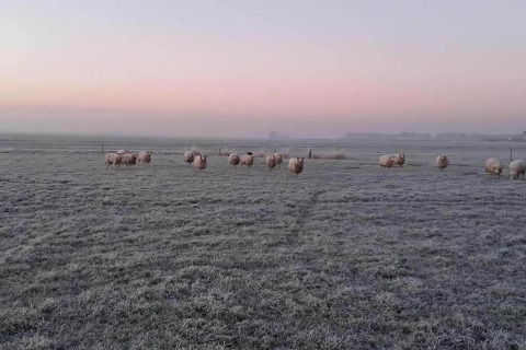 Pecore al pascolo su un campo ghiacciato all'alba vicino a Water park Terkaple 2, Paesi Bassi.