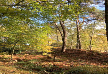 Vista rilassante del bosco da uno chalet, luce del sole tra alberi con foglie verdi e dorate.