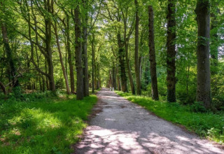 Sentier forestier bordé d’arbres et de verdure au Water park «Terkaple 1» aux Pays-Bas, un jour ensoleillé.