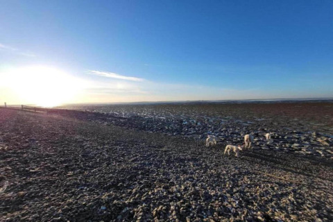 Sonnenaufgang am Kieselstrand bei Water park Terkaple 1, Niederlande, mit mehreren Hunden im Bild.