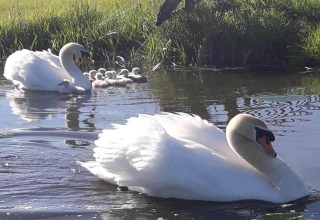 Dos cisnes y sus crías nadando en el Water park «Terkaple 1» en los Países Bajos, escena apacible.