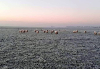 Schapen grazen op een ijskoude wei bij zonsopkomst bij chalet Water park Terkaple 1, Nederland.