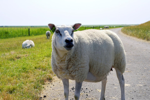 Een schaap staat op een landelijke weg, met groene weiden en andere grazende schapen op de achtergrond.