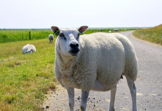 Een schaap staat op een landelijke weg, met groene weiden en andere grazende schapen op de achtergrond.