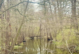Vue naturelle depuis Holiday home «Maryna» en Allemagne avec des arbres et une rivière paisible en forêt.