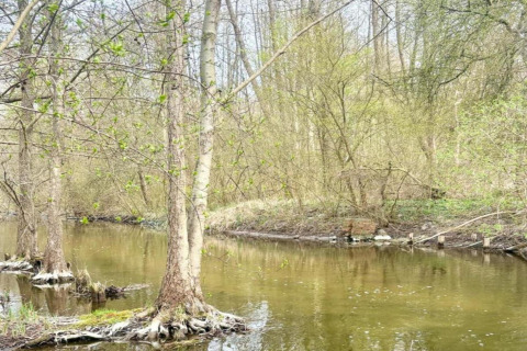 Rivière et arbres dans un paysage naturel près du chalet Holiday home «Maryna» en Allemagne au printemps.