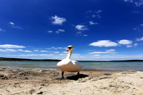 Ein Schwan steht am sandigen Ufer eines Sees bei strahlend blauem Himmel im Ferienhaus «Maryna» in Deutschland.