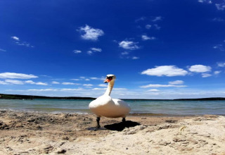 Un cygne se tient sur le rivage sablonneux d’un lac sous un ciel bleu au Holiday home «Maryna» en Allemagne.