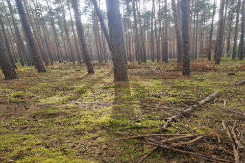 Luce del sole tra gli alberi alti di una foresta tranquilla vicino a Holiday home «Maryna» in Germania.