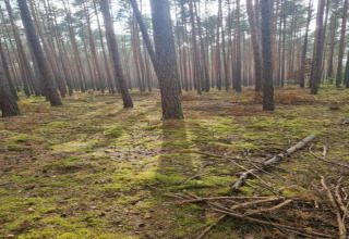 Luce del sole tra gli alberi alti di una foresta tranquilla vicino a Holiday home «Maryna» in Germania.
