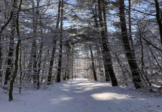 Sentiero innevato tra alberi alti e sole presso Holiday home 'Maryna' in Germania.