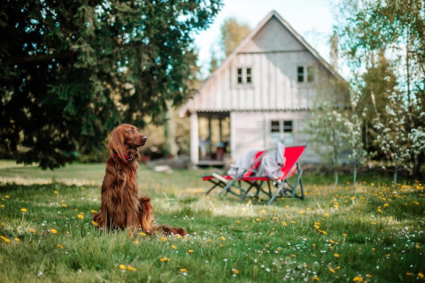 Een bruine hond zit op het gras voor een lodge met twee rode stoelen, omringd door bomen en bloemen.