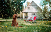 Een bruine hond zit in het gras bij een lodge met twee rode stoelen en bomen, landelijke sfeer.