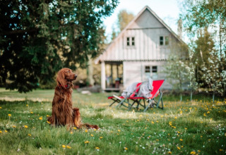 A brown dog sits on grass near a lodge with two red chairs and trees, creating a peaceful countryside scene.