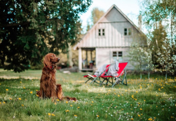 A brown dog sits on grass near a lodge with two red chairs and trees, creating a peaceful countryside scene.