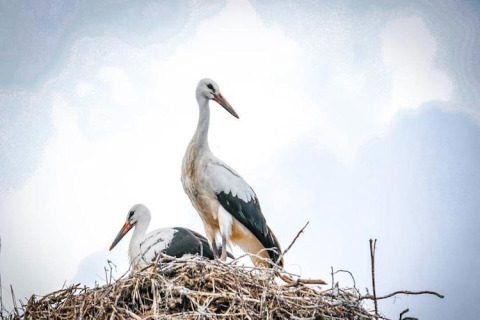 Twee ooievaars zitten in hun nest op een lodge, met blauwe lucht en wolken op de achtergrond.