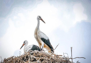 Two storks are perched in their nest on a lodge, with a blue sky and clouds in the background.