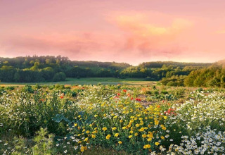 Un incantevole prato fiorito davanti a un bosco verde, illuminato dalla luce dorata del tramonto presso un lodge.