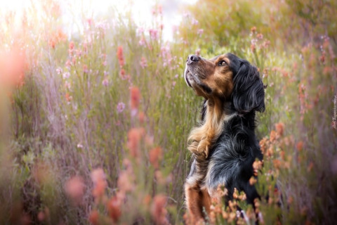A black and brown dog sits in wildflowers, photo taken at House by the road Skansen, Bełczna, Germany.