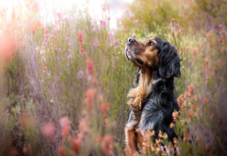A black and brown dog sits in wildflowers, photo taken at House by the road Skansen, Bełczna, Germany.