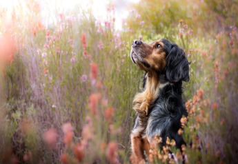 Ein schwarz-brauner Hund sitzt in wilden Blumen beim Haus an der Straße Skansen, Bełczna, Deutschland.