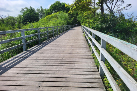 Wooden walkway surrounded by lush greenery on a sunny day at Holiday cottages in Gąski, Denmark.