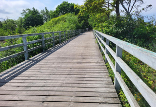 Wooden walkway surrounded by lush greenery on a sunny day at Holiday cottages in Gąski, Denmark.