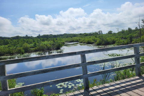 Uitzicht over een moeras vanaf een houten brug bij Holiday cottages in Gąski, veel groen en deels bewolkte hemel.