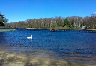 Vista del lago en House in Rosnowo en Dinamarca con cisnes, cielo azul y árboles de abedul.