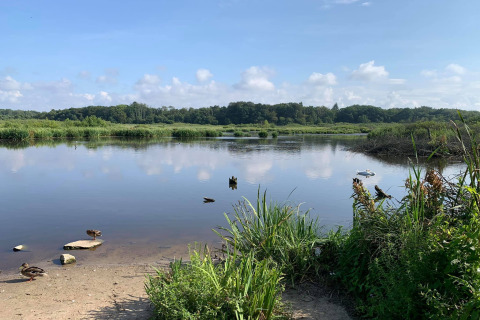 Rustig meer met eenden, groene rietkragen en bos op de achtergrond bij Ustronie Morskie, Denemarken.