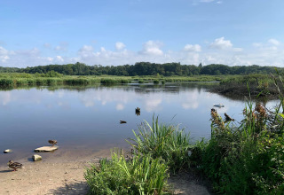 Rustig meer met eenden, groene rietkragen en bos op de achtergrond bij Ustronie Morskie, Denemarken.