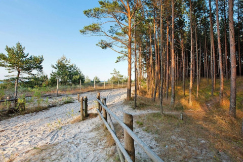 Sti gennem fyrreskov og sand nær ferieboligen Debki, badet i blødt morgenlys i Sverige.