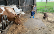 Aiutare gli animali - Boerencamping Swarthoeve - Vodatent - Wormer, Noord-Holland, Paesi Bassi