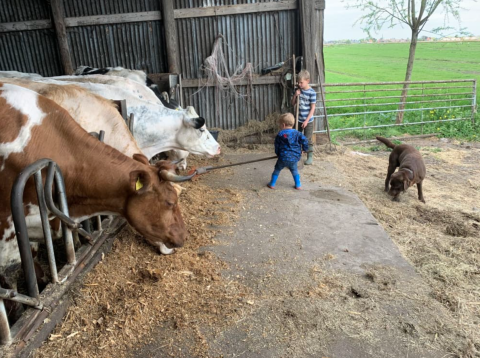 Twee kinderen en een bruine hond spelen bij koeien in een stal op een boerderij, Noord-Holland, Nederland.