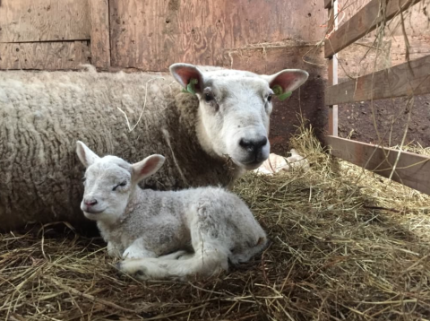 Een schattig lammetje ligt naast zijn moeder op stro in een stal bij Boerencamping Swarthoeve.