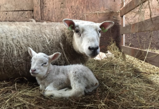 Lamb - Swarthoeve Farm Campsite - Vodatent - Wormer, North Holland, Netherlands