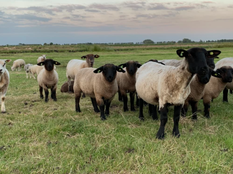Får - Bondegårdscampingplads Swarthoeve - Vodatent - Wormer, Nordholland, Holland