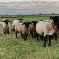 Ovejas - Granja camping Swarthoeve - Vodatent - Wormer, Holanda Septentrional, Países Bajos