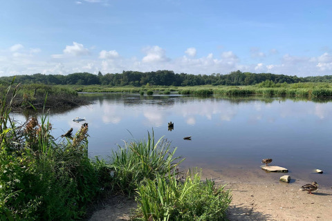 Peaceful lake scene with ducks, reeds, and distant forest near a cottage in Ustronie Morskie, Denmark.