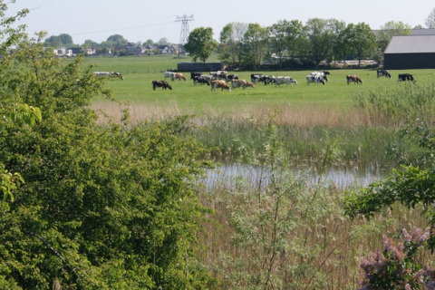 Meadow - Camping de Noorde - Vodatent - Zwartsluis, Overijssel, Netherlands