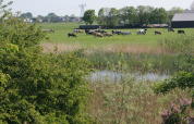 Meadow - Camping de Noorde - Vodatent - Zwartsluis, Overijssel, Netherlands