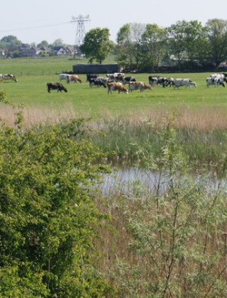 Pradera - Camping de Noorde - Vodatent - Zwartsluis, Overijssel, Países Bajos